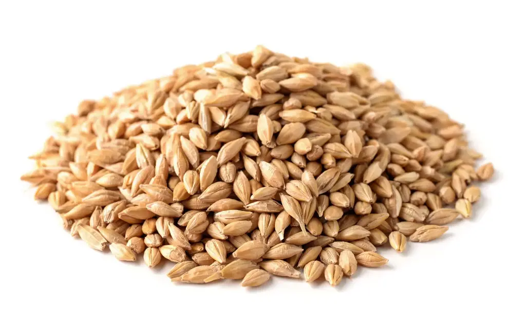 Barley